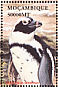 African Penguin Spheniscus demersus