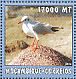 Black-headed Gull Chroicocephalus ridibundus