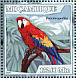 Scarlet Macaw Ara macao