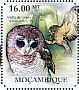 African Wood Owl Strix woodfordii