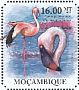 Lesser Flamingo Phoeniconaias minor  2011 Flamingos Sheet