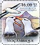 Black-browed Albatross Thalassarche melanophris