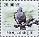 African Olive Pigeon Columba arquatrix