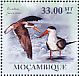 African Skimmer Rynchops flavirostris  2010 Seabirds Sheet