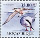 Roseate Tern Sterna dougallii  2010 Seabirds Sheet