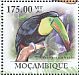 Keel-billed Toucan Ramphastos sulfuratus