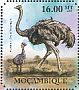 Common Ostrich Struthio camelus  2011 Ostrich Sheet