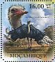 Common Ostrich Struthio camelus  2011 Ostrich Sheet