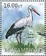 White Stork Ciconia ciconia