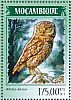 Little Owl Athene noctua  2014 Owls  MS