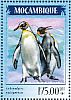 King Penguin Aptenodytes patagonicus  2014 Penguins  MS