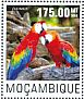 Scarlet Macaw Ara macao  2014 Parrots  MS