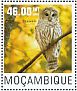 Barred Owl Strix varia  2014 Owls Sheet