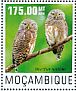 Asian Barred Owlet Glaucidium cuculoides  2014 Owls  MS