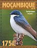 Tree Swallow Tachycineta bicolor  2016 Swallows  MS