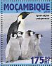Emperor Penguin Aptenodytes forsteri  2016 Penguins  MS