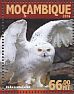 Snowy Owl Bubo scandiacus