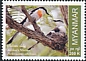 Jerdon's Minivet Pericrocotus albifrons  2022 Endemic birds 