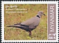 Burmese Collared Dove Streptopelia xanthocycla