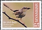 Burmese Prinia Prinia cooki  2023 Endemic birds 