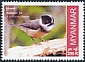 Burmese Bushtit Aegithalos sharpei  2023 Endemic birds 