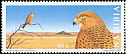 Greater Kestrel Falco rupicoloides  1999 Falcons of Namibia 