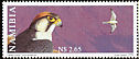 Lanner Falcon Falco biarmicus  1999 Falcons of Namibia 