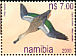 Cape Shoveler Spatula smithii  2000 Ducks of Namibia 