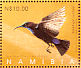 Amethyst Sunbird Chalcomitra amethystina  2005 Sunbirds of Namibia  MS