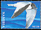 Sabine's Gull Xema sabini  2006 Gulls of Namibia 