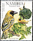 Southern Masked Weaver Ploceus velatus  2008 Weaver birds of Namibia 