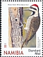 Bearded Woodpecker Chloropicus namaquus