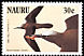 Brown Noddy Anous stolidus  1985 Audubon 