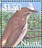 Nauru Reed Warbler Acrocephalus rehsei