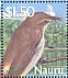 Nauru Reed Warbler Acrocephalus rehsei  2003 BirdLife International Sheet, p 14Â¼