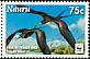 Great Frigatebird Fregata minor