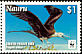 Great Frigatebird Fregata minor