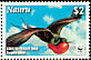 Great Frigatebird Fregata minor