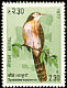 Spiny Babbler Turdoides nipalensis  1977 Birds 
