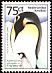 King Penguin Aptenodytes patagonicus  2000 Wildlife 6v set