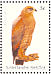 Savanna Hawk Buteogallus meridionalis  2002 Birds Sheet