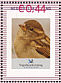 House Sparrow Passer domesticus