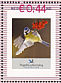 Eurasian Blue Tit Cyanistes caeruleus