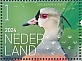 Southern Lapwing Vanellus chilensis  2024 Birds Bonaire Sheet, sa
