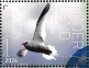 Red-billed Tropicbird Phaethon aethereus