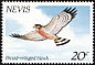 Broad-winged Hawk Buteo platypterus  1985 Local hawks and herons 