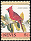 Northern Cardinal Cardinalis cardinalis  1985 Audubon 