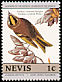 Golden-crowned Kinglet Regulus satrapa  1985 Audubon 