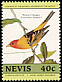 Western Tanager Piranga ludoviciana  1985 Audubon 