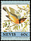 Varied Thrush Ixoreus naevius  1985 Audubon 